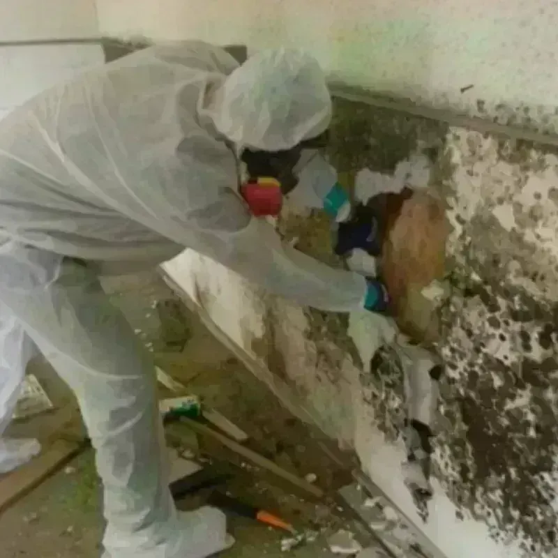 Mold Remediation and Removal in Commerce, CA